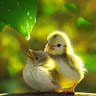 Jayaprakash281